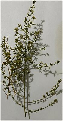 Anti-Cryptosporidium parvum activity of Artemisia judaica L. and its fractions: in vitro and in vivo assays